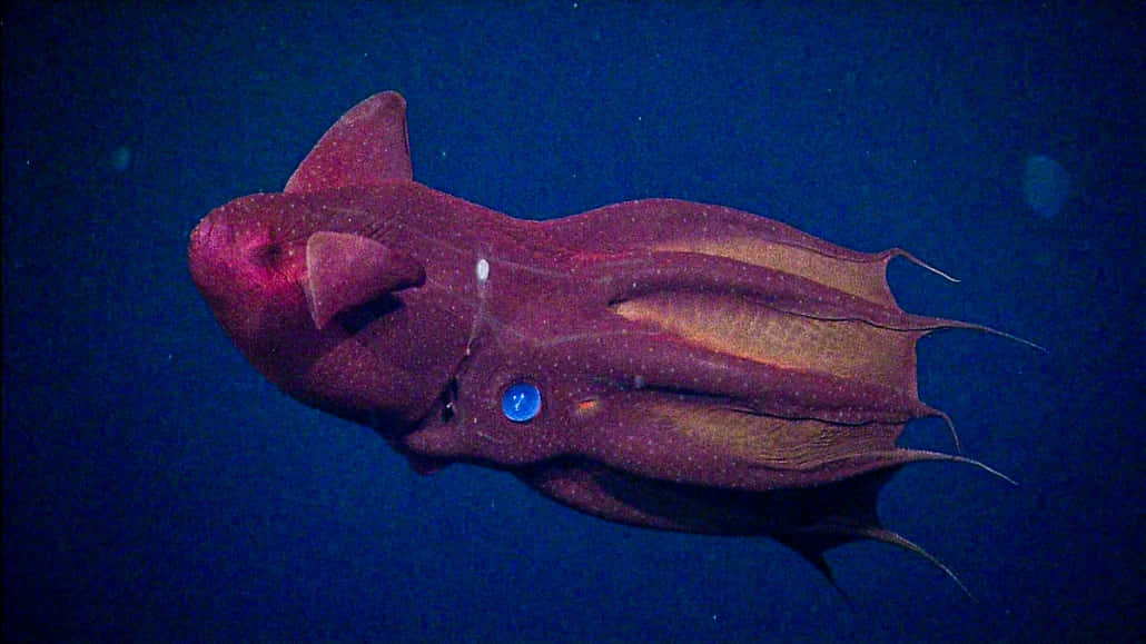 Vampire Squid Deep Sea Mystery Wallpaper