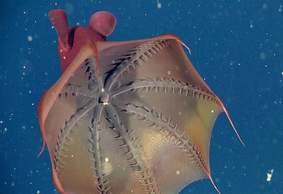 Vampire Squid Underwater Wallpaper