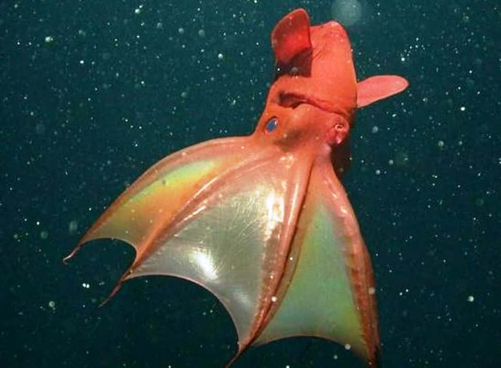 Vampire Squid Underwater Wallpaper