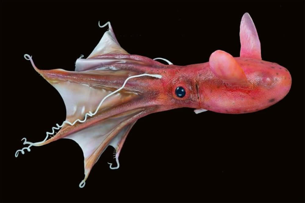 Vampire Squid Underwater Portrait Wallpaper