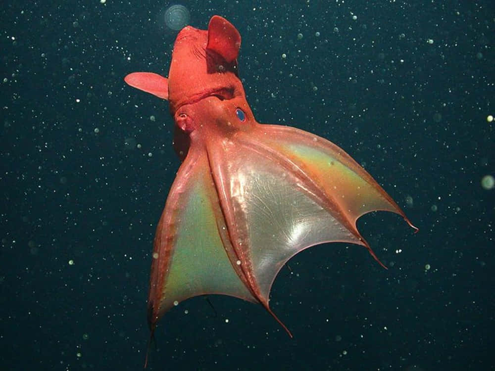 Vampire Squid Underwater Wallpaper