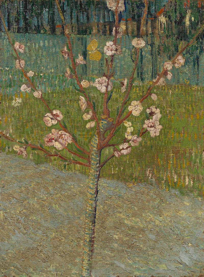 Almond Blomster af Van Gogh skaber en smuk scene Wallpaper