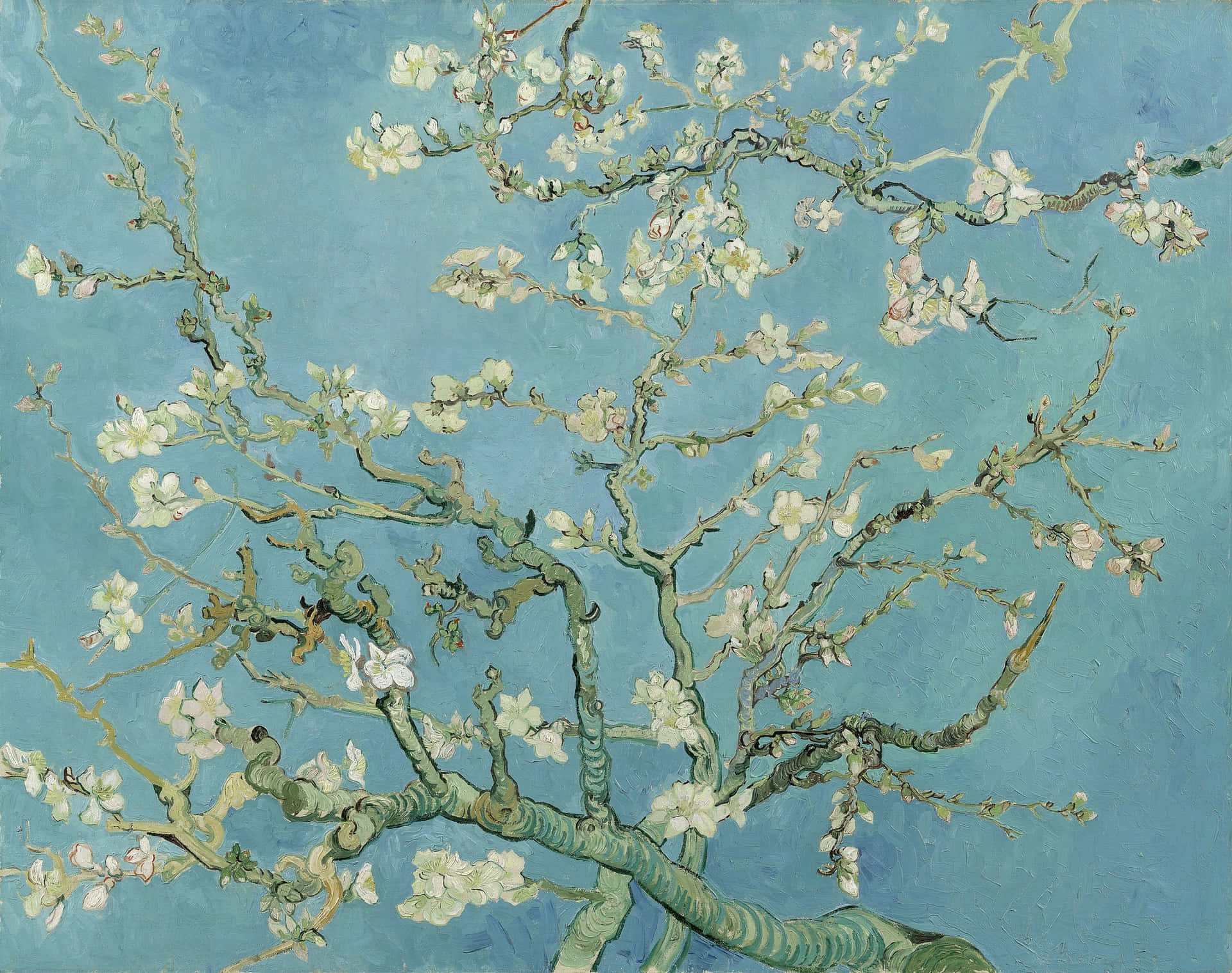 Vibrante mandelblomster i fuldt flor fra Vincent van Gogh. Wallpaper