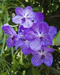 Vanda Coerulea Orchid Variety Wallpaper