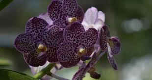 Vanda Orchid Flowers Wallpaper