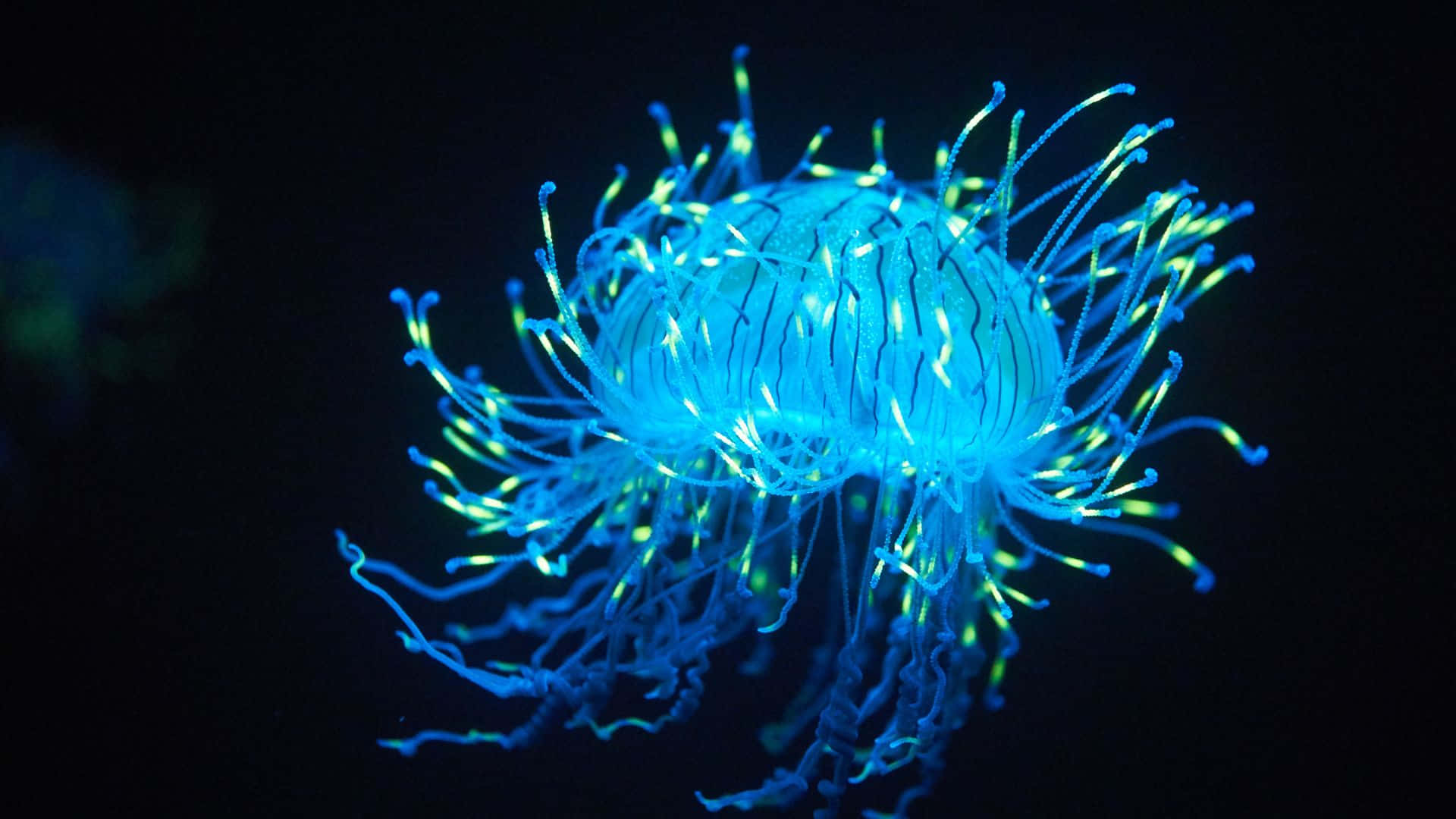 Jellyfisk baggrund med tegninger af farverige koralrev