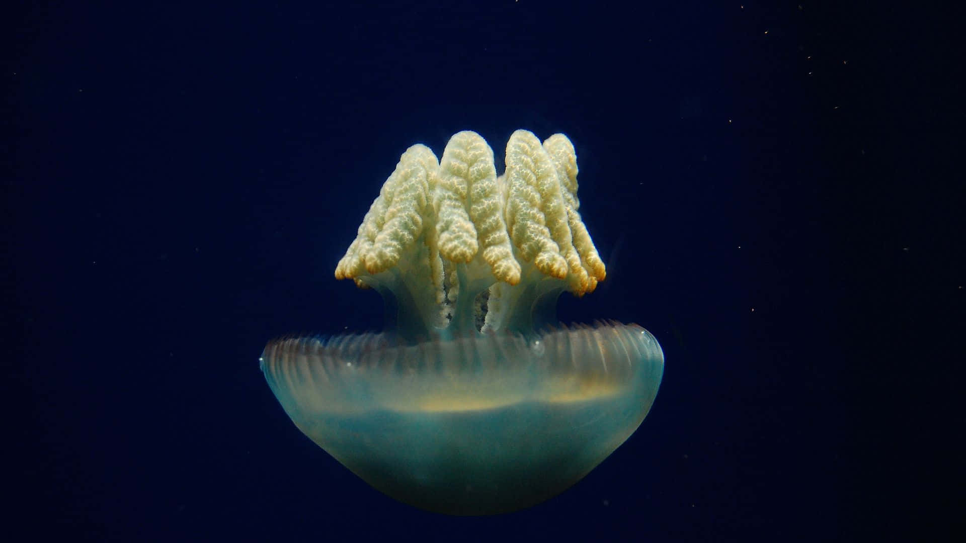 Jellyfisk baggrund bringer en dyb havstemning til din skrivebord.