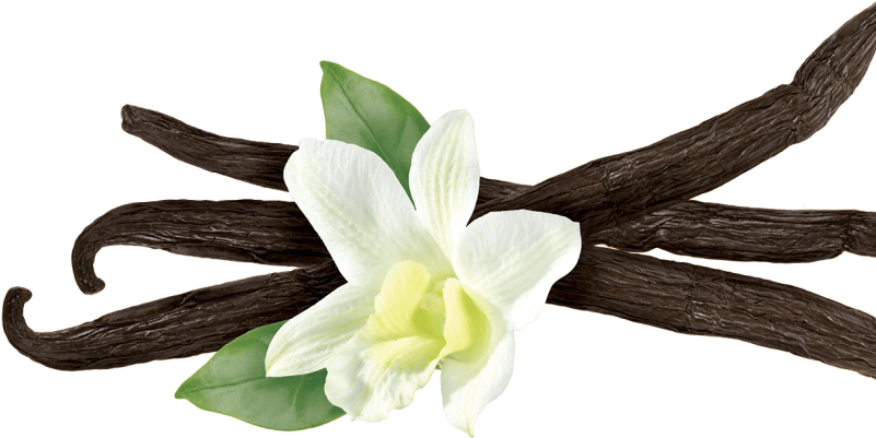 Vanilla Beansand Flower PNG
