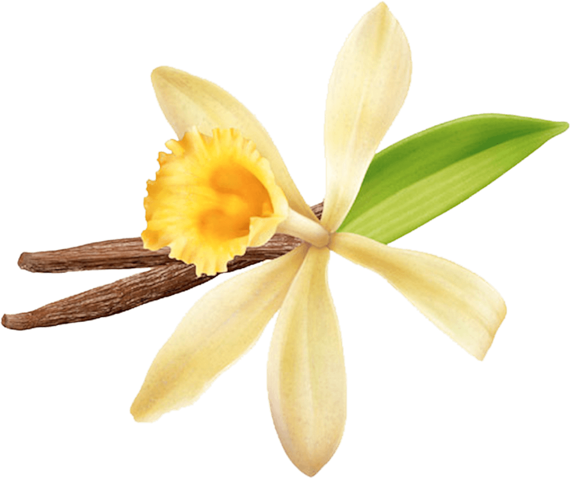 Vanilla Flowerand Beans PNG