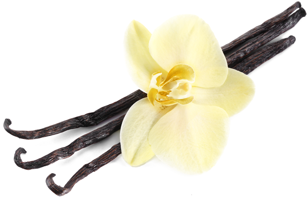 Vanilla Flowerand Beans PNG