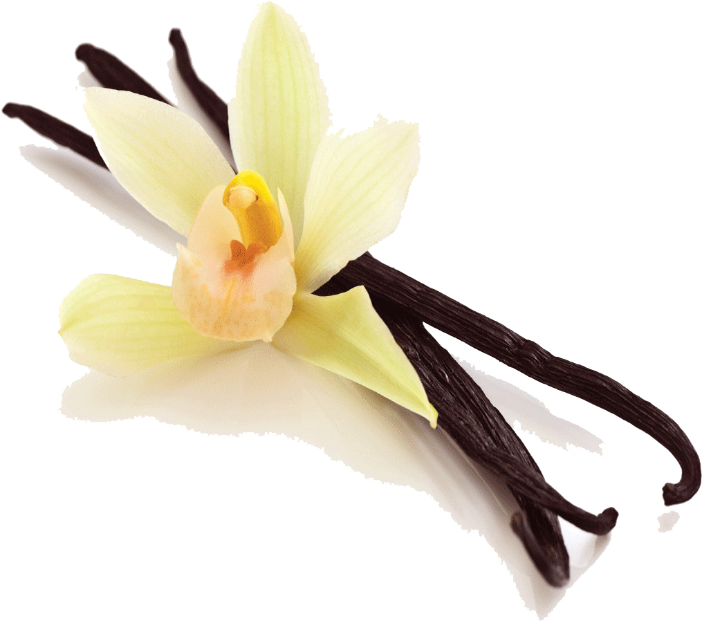 Vanilla Orchidand Beans PNG