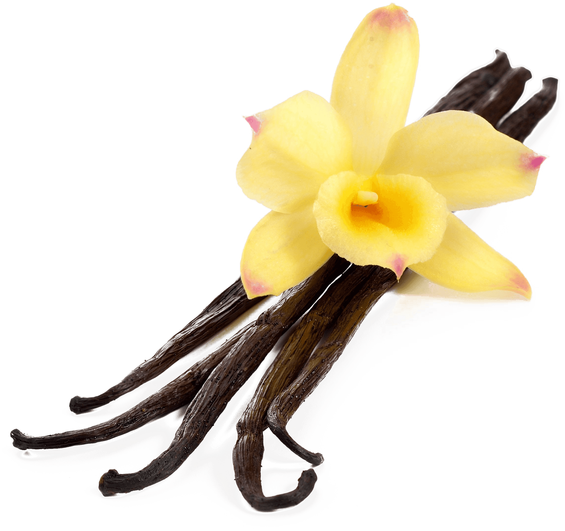 Vanilla Podsand Flower.png PNG