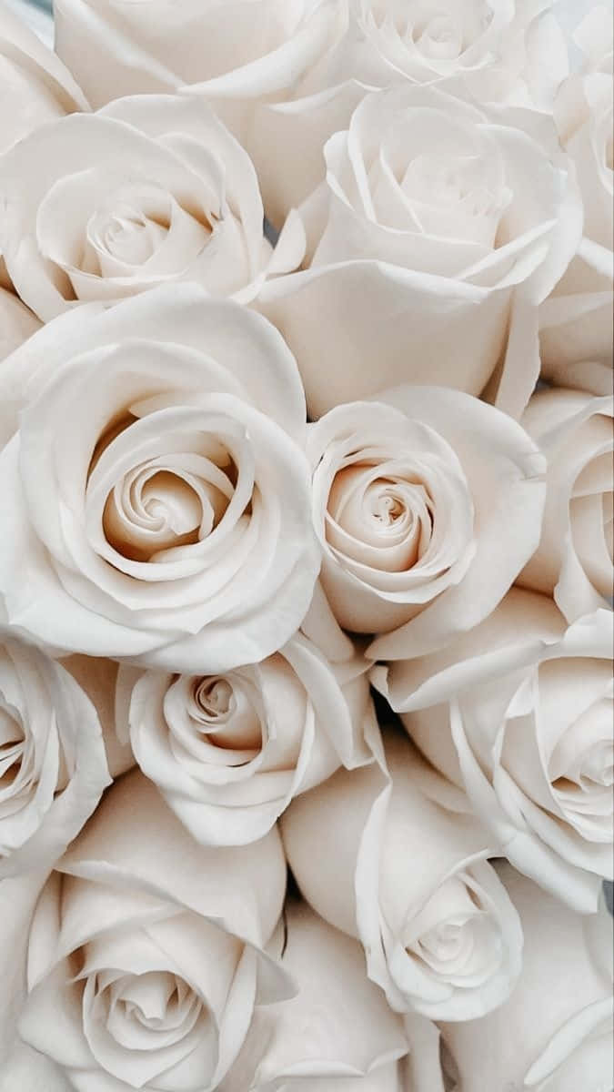 Vanilla Toned Rose Bouquet Wallpaper