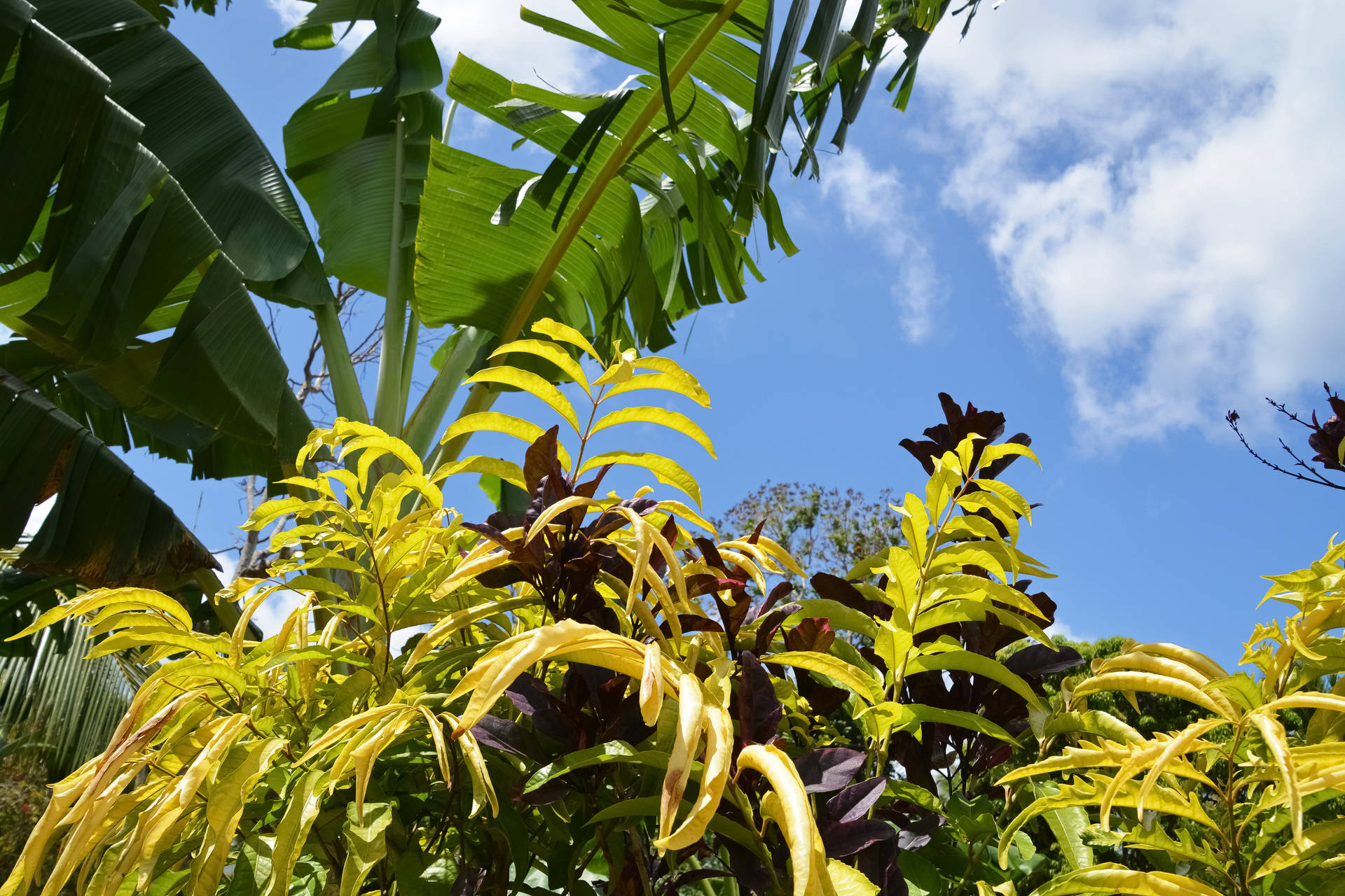 Foglie Di Banano Di Vanuatu Sfondo