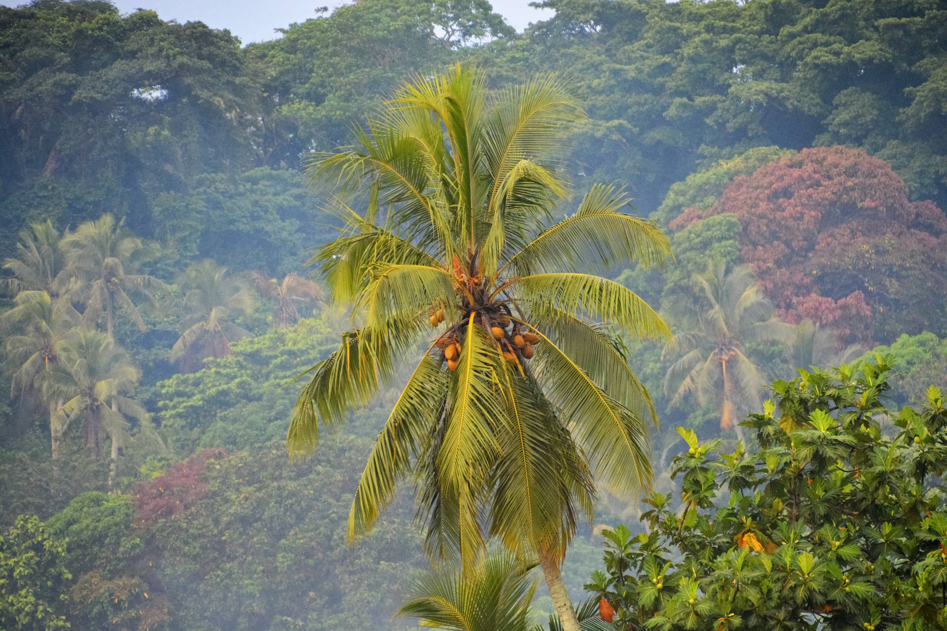 Albero Di Cocco Vanuatu Sfondo