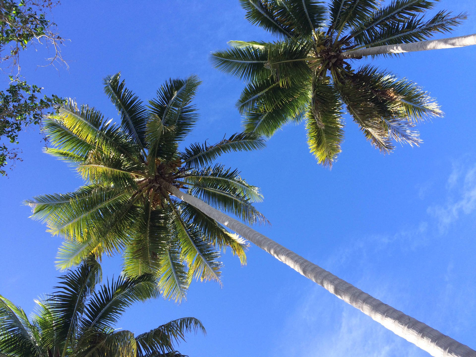 Vanuatu Coconut Trees Isola Aore Sfondo