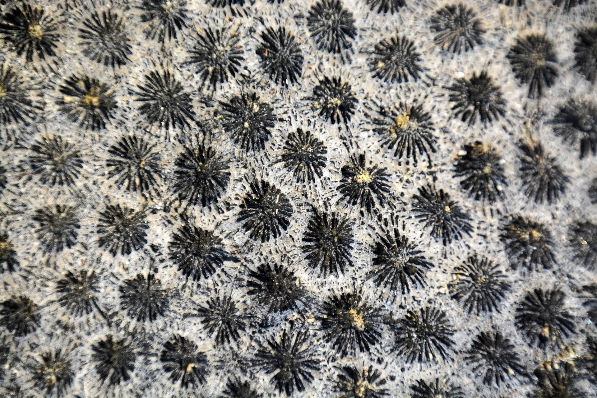 Vanuatuprodukt Lokaler Textilien Wallpaper