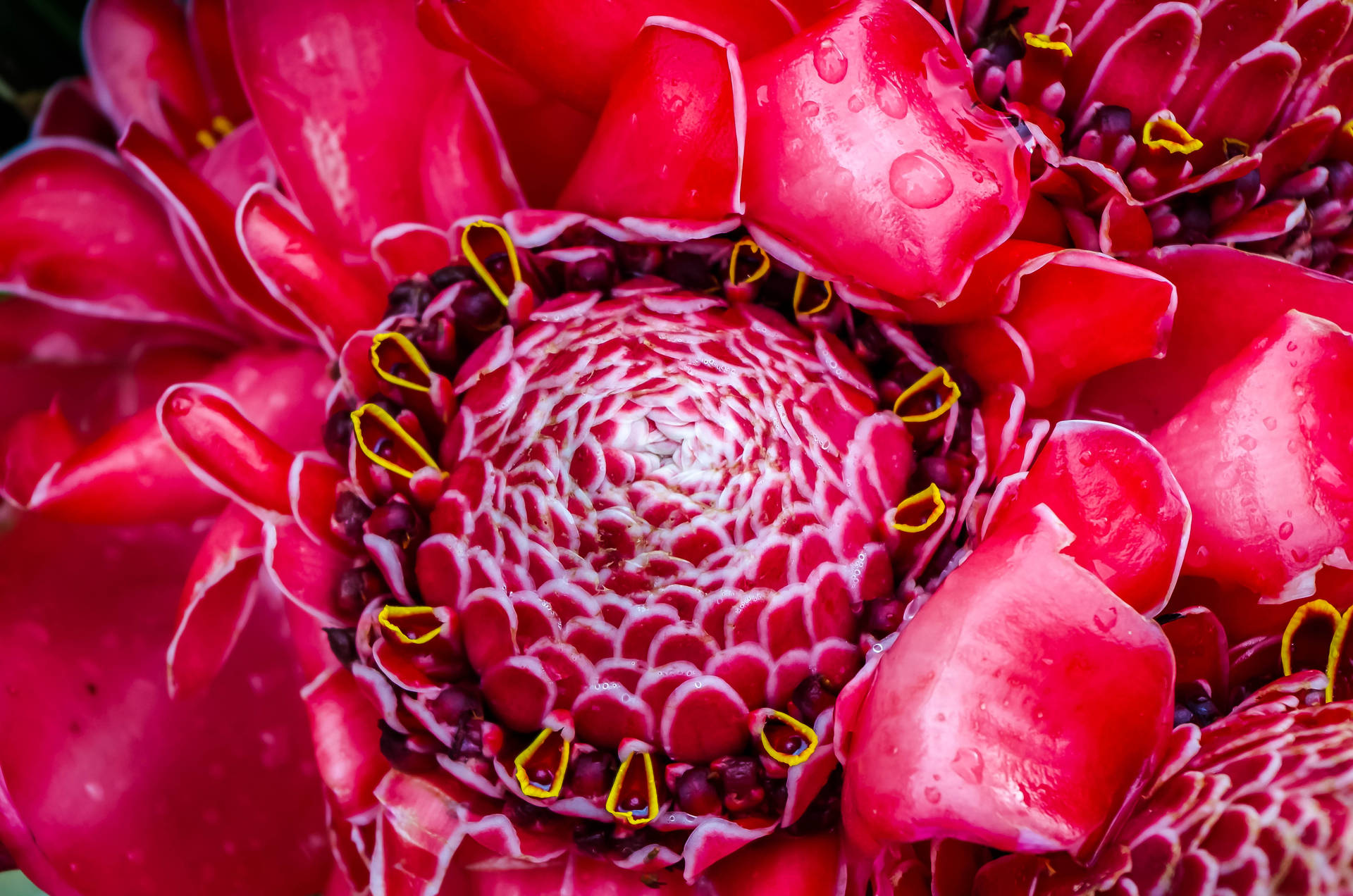 Vanuatu Red Flower Wallpaper