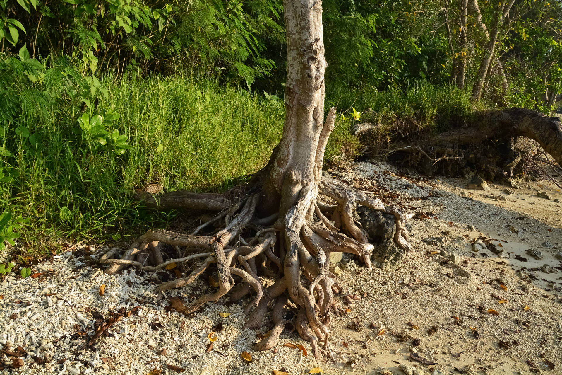 Radice Dell'albero Di Vanuatu Sfondo