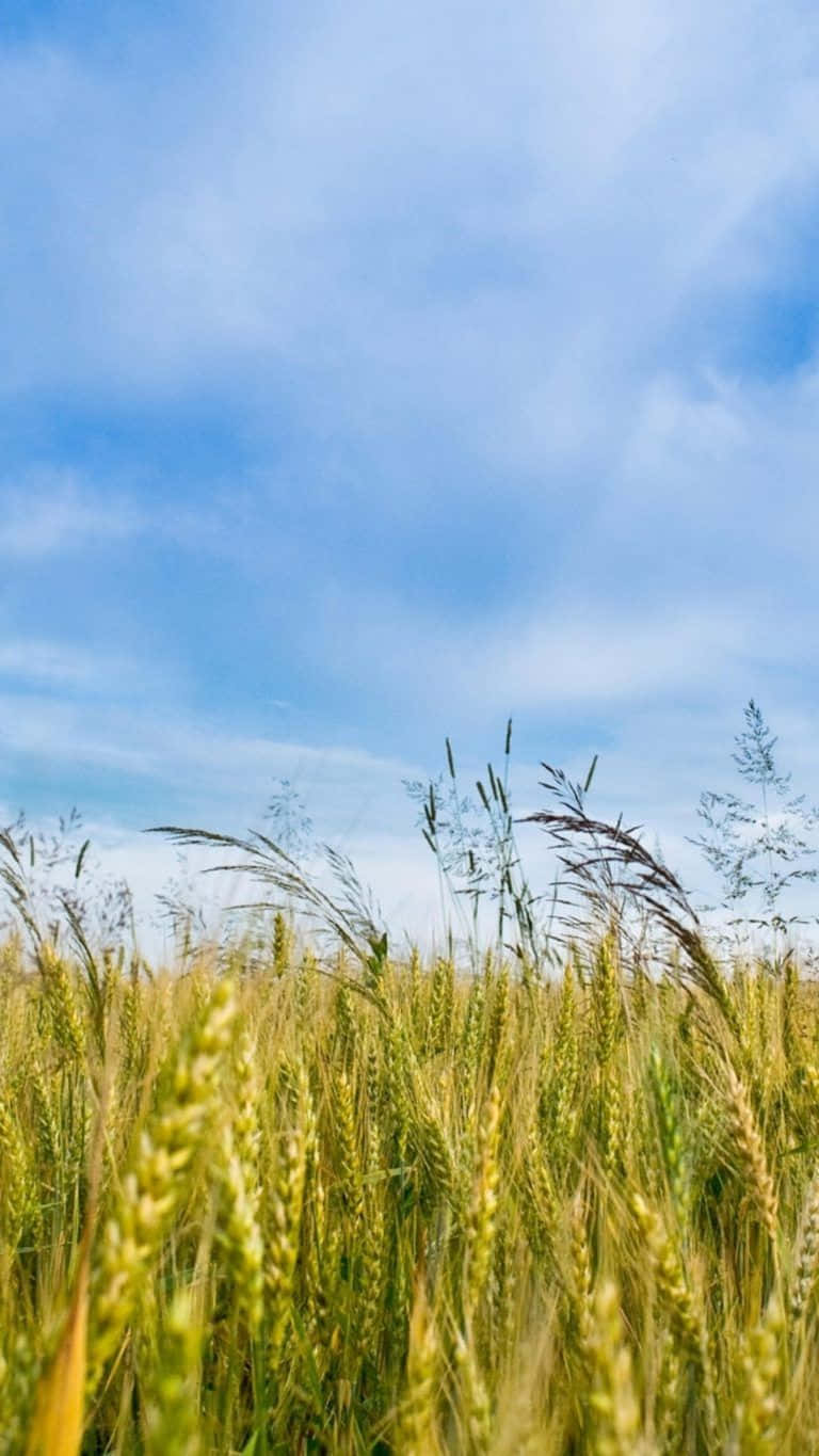 Vapid Field Of Wheat Grass Wallpaper