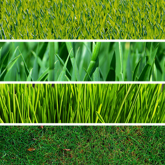 Variationsof Grass Textures PNG