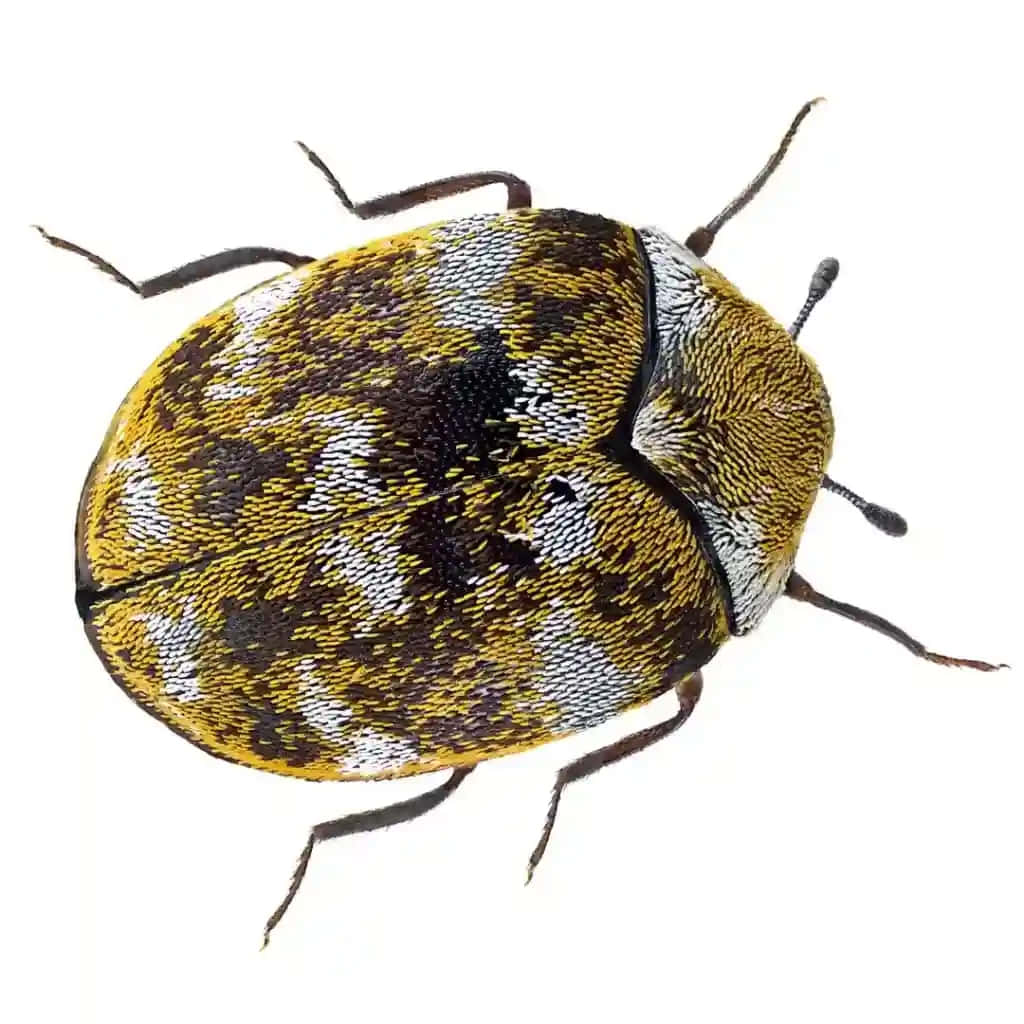 Varied Carpet Beetle Closeup Wallpaper