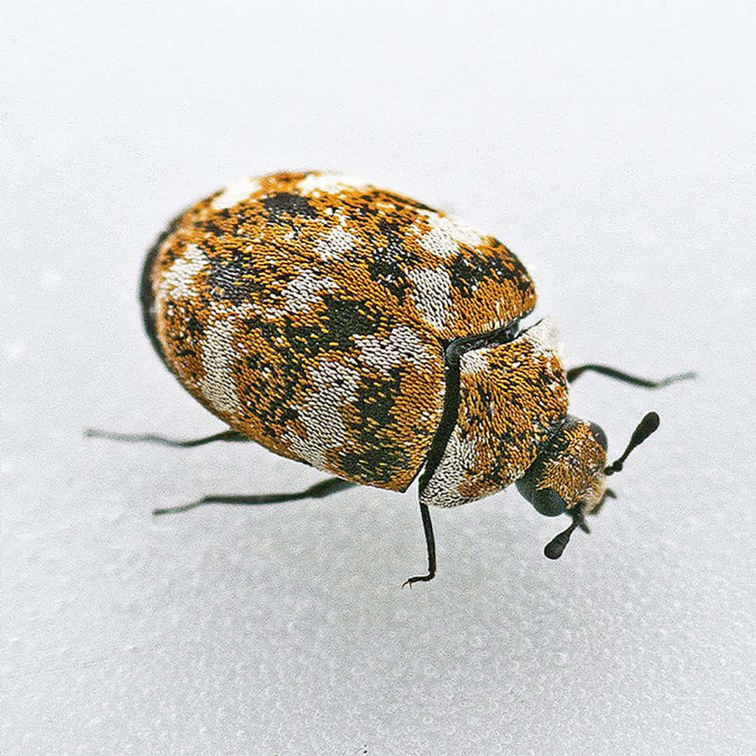 Varied Carpet Beetle Closeup Wallpaper