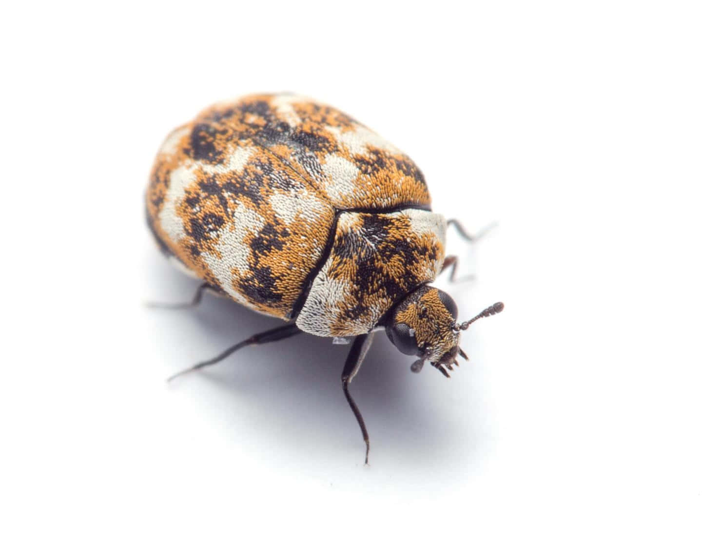 Gevarieerde Tapijtkever Witte Achtergrond Achtergrond