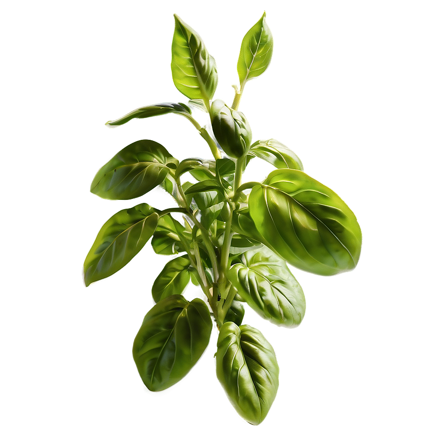 Variegated Basil Png 06122024 PNG