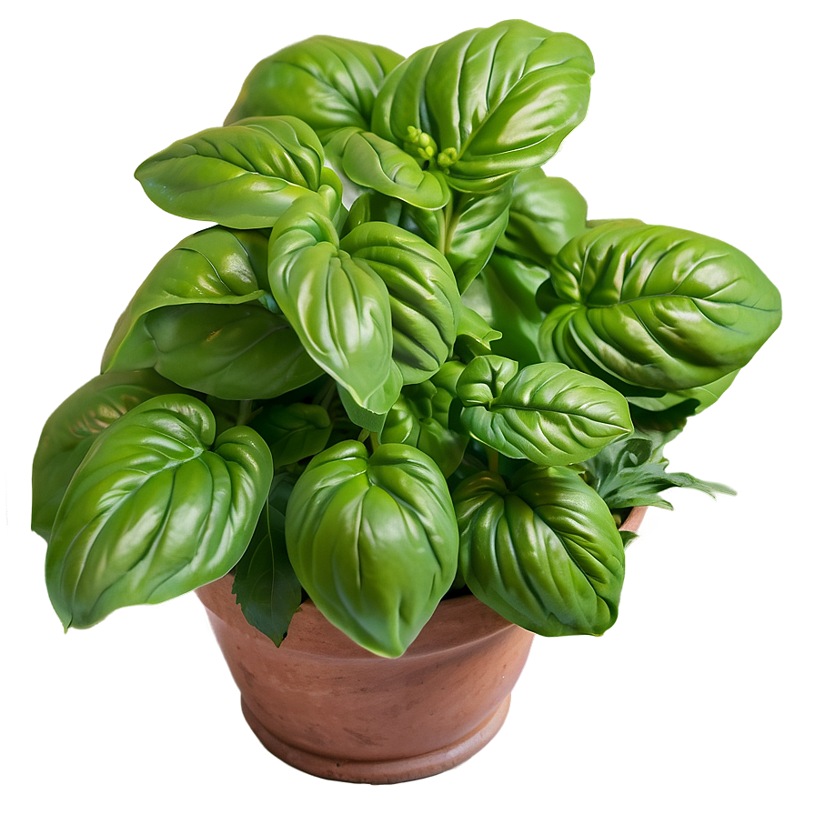 Variegated Basil Png Ybq PNG