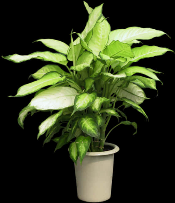 Variegated Dieffenbachia Plant PNG
