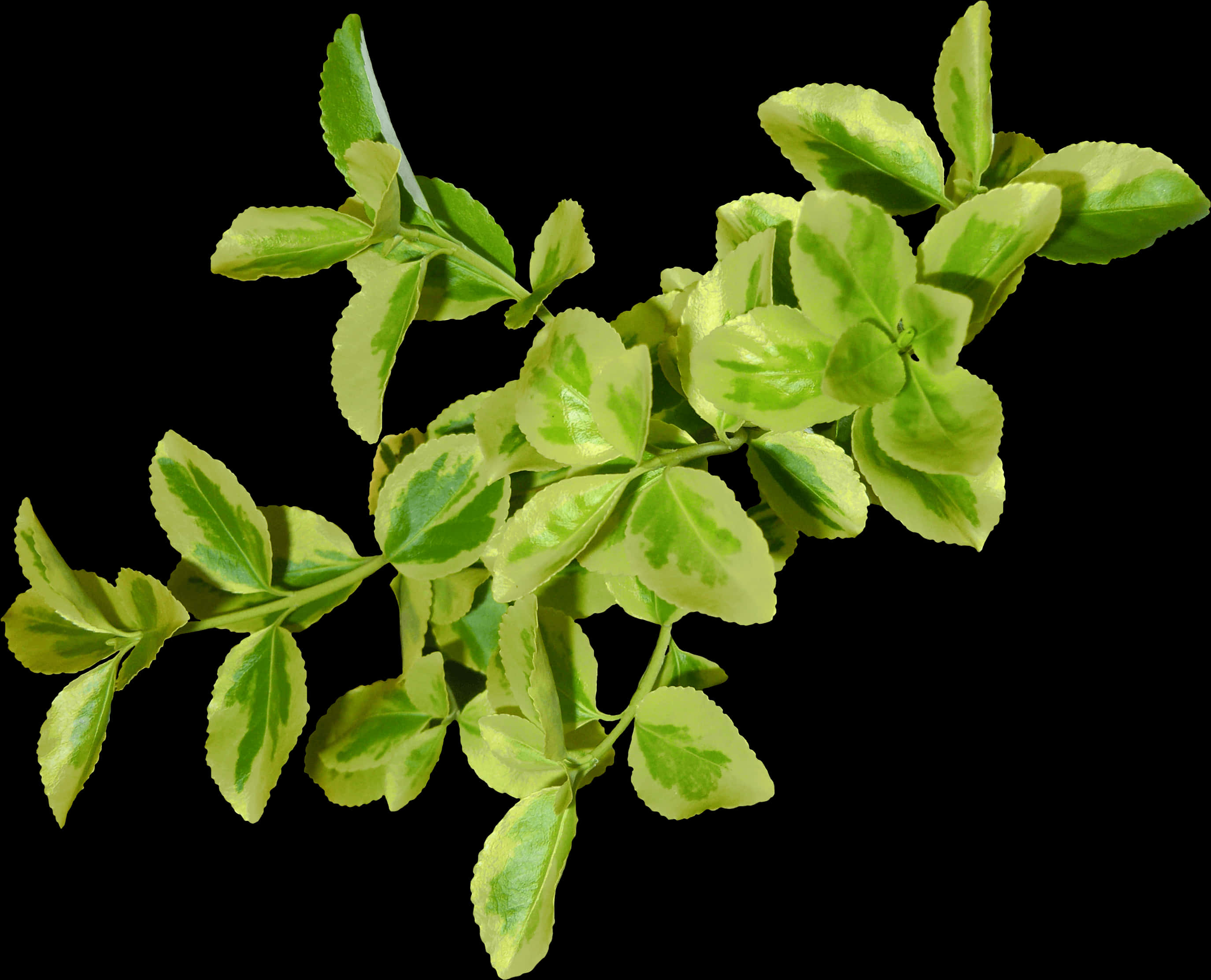 Variegated Green Leaves Branch Black Background.jpg PNG