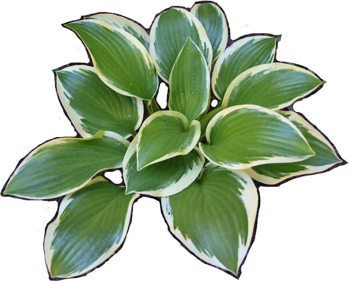 Variegated Hosta Plant Leaves PNG