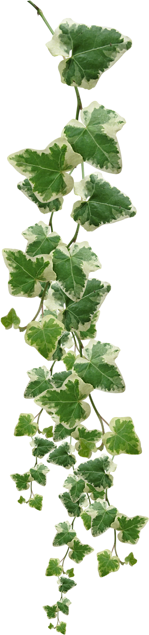 Variegated Ivy Vine Vertical Display PNG