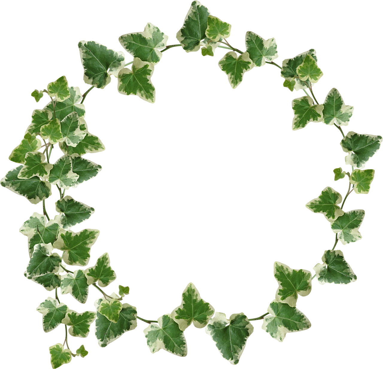 Variegated Ivy Wreath Frame PNG