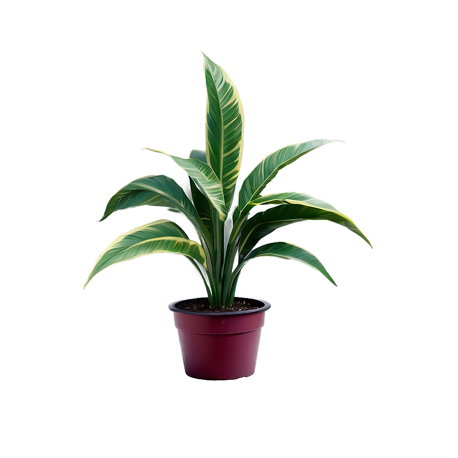 Variegated Plant Png 45 PNG