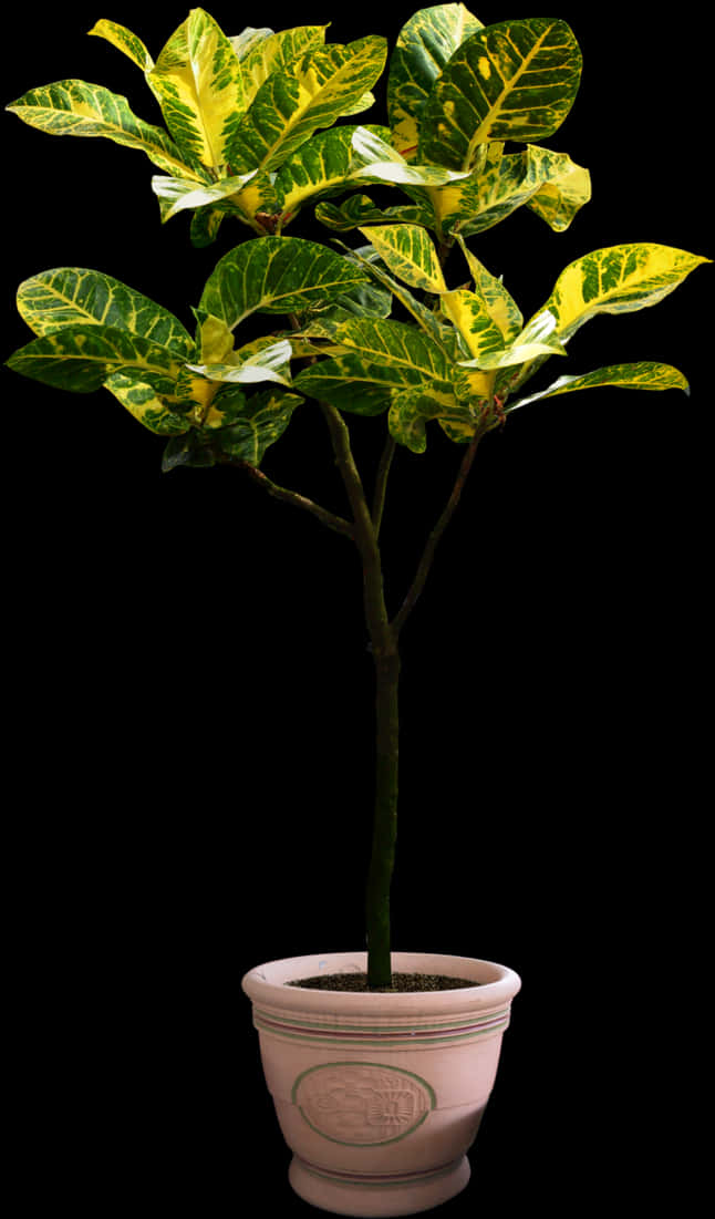 Variegated Plantin Pot PNG