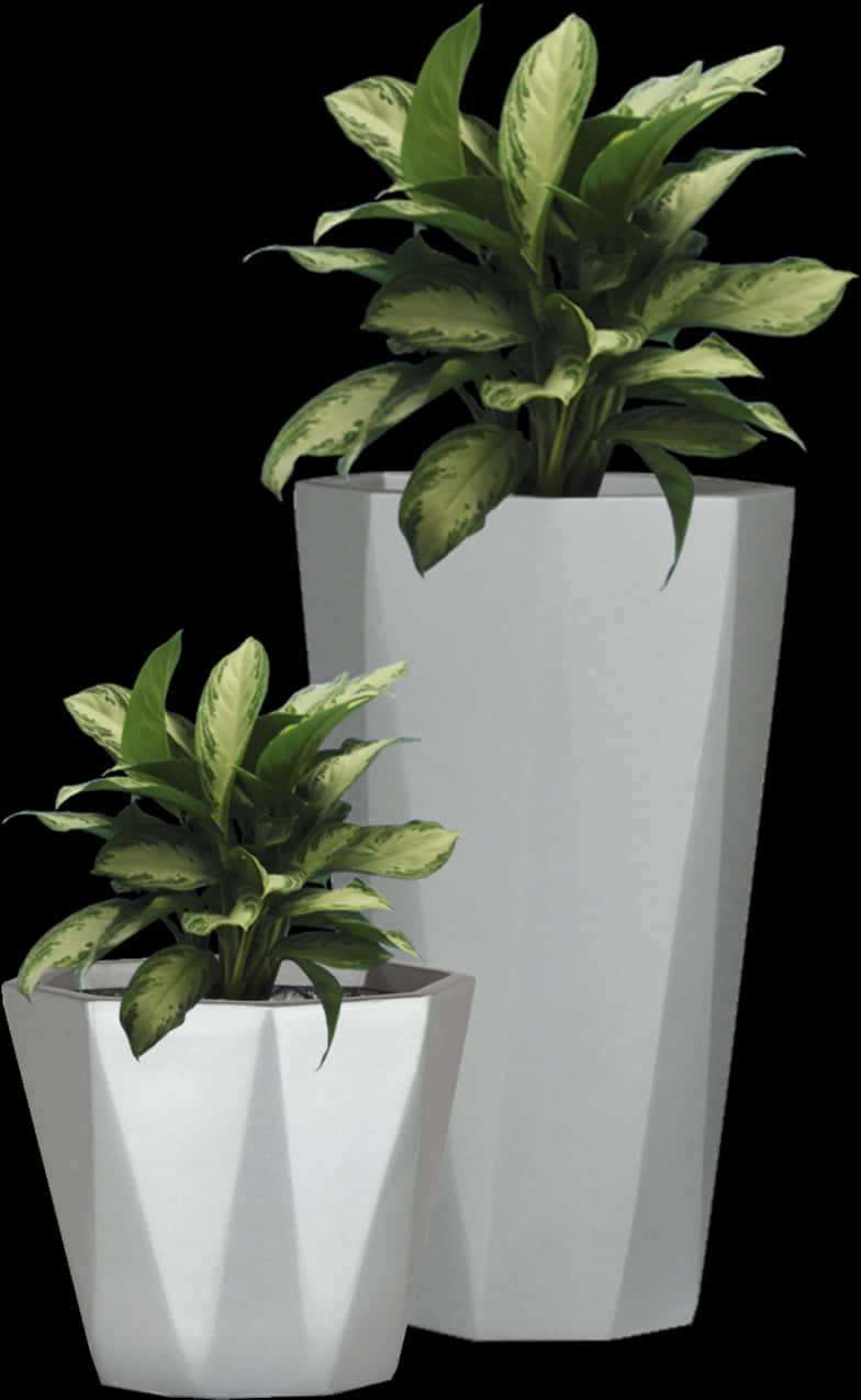 Variegated Plantsin Modern Pots PNG