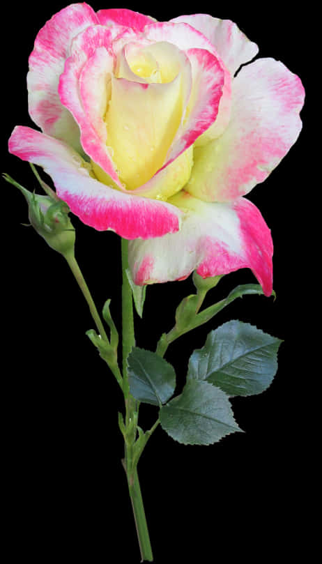 Variegated Yellow Pink Rose PNG