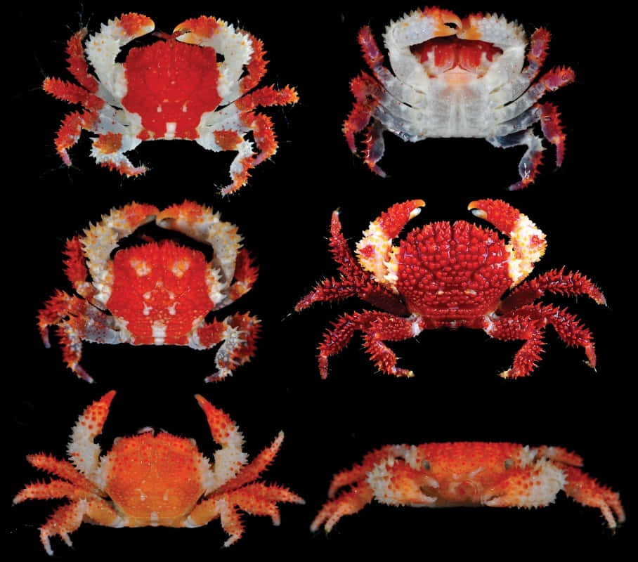 Varieties_of_ Xanthid_ Crabs Wallpaper