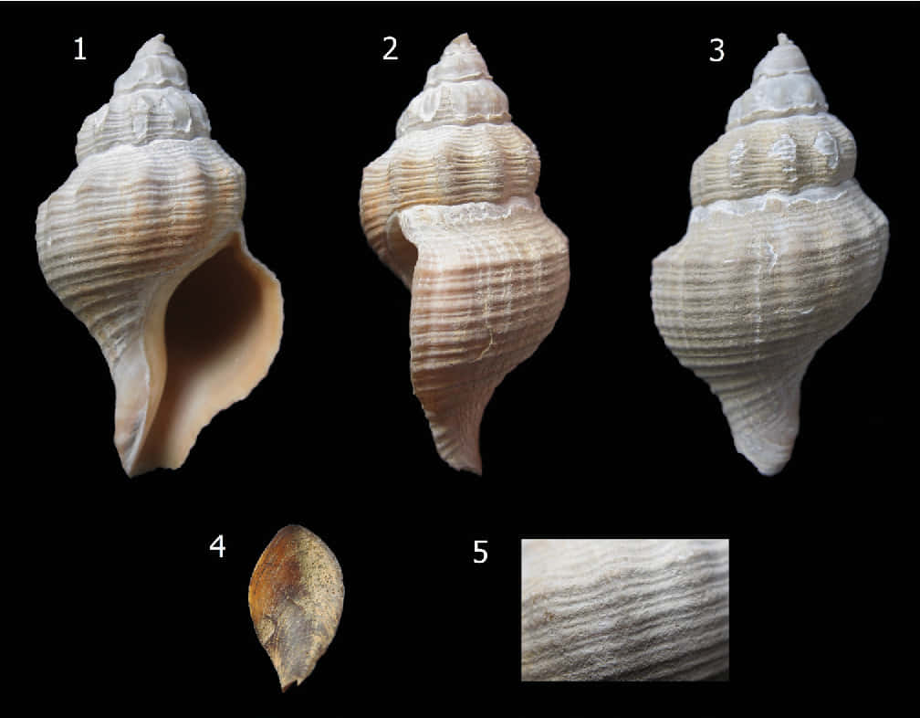 Varietiesof Buccinidae Shells Wallpaper