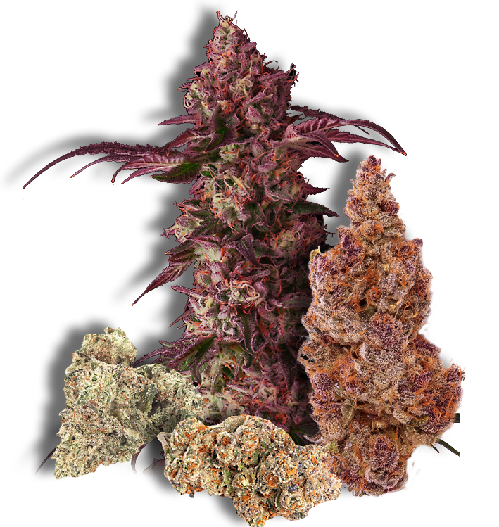 Varietiesof Cannabis Buds PNG