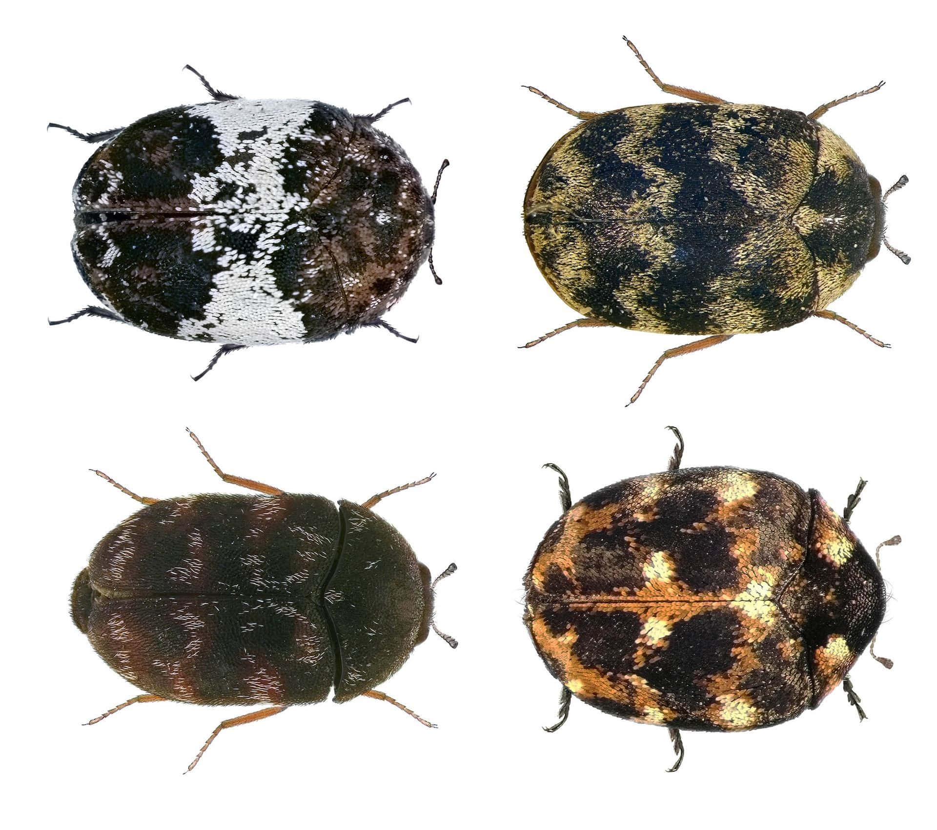 Varietiesof Carpet Beetles Wallpaper
