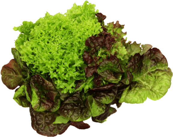 Varietiesof Lettuce PNG