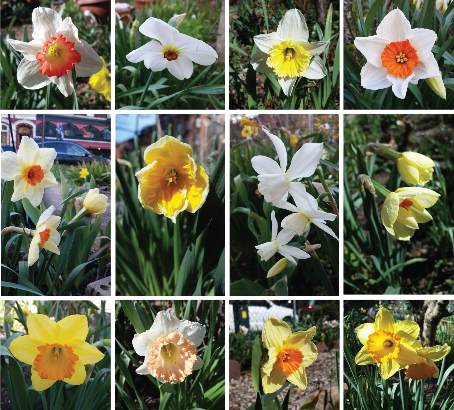 Varietiesof Narcissus Flowers PNG