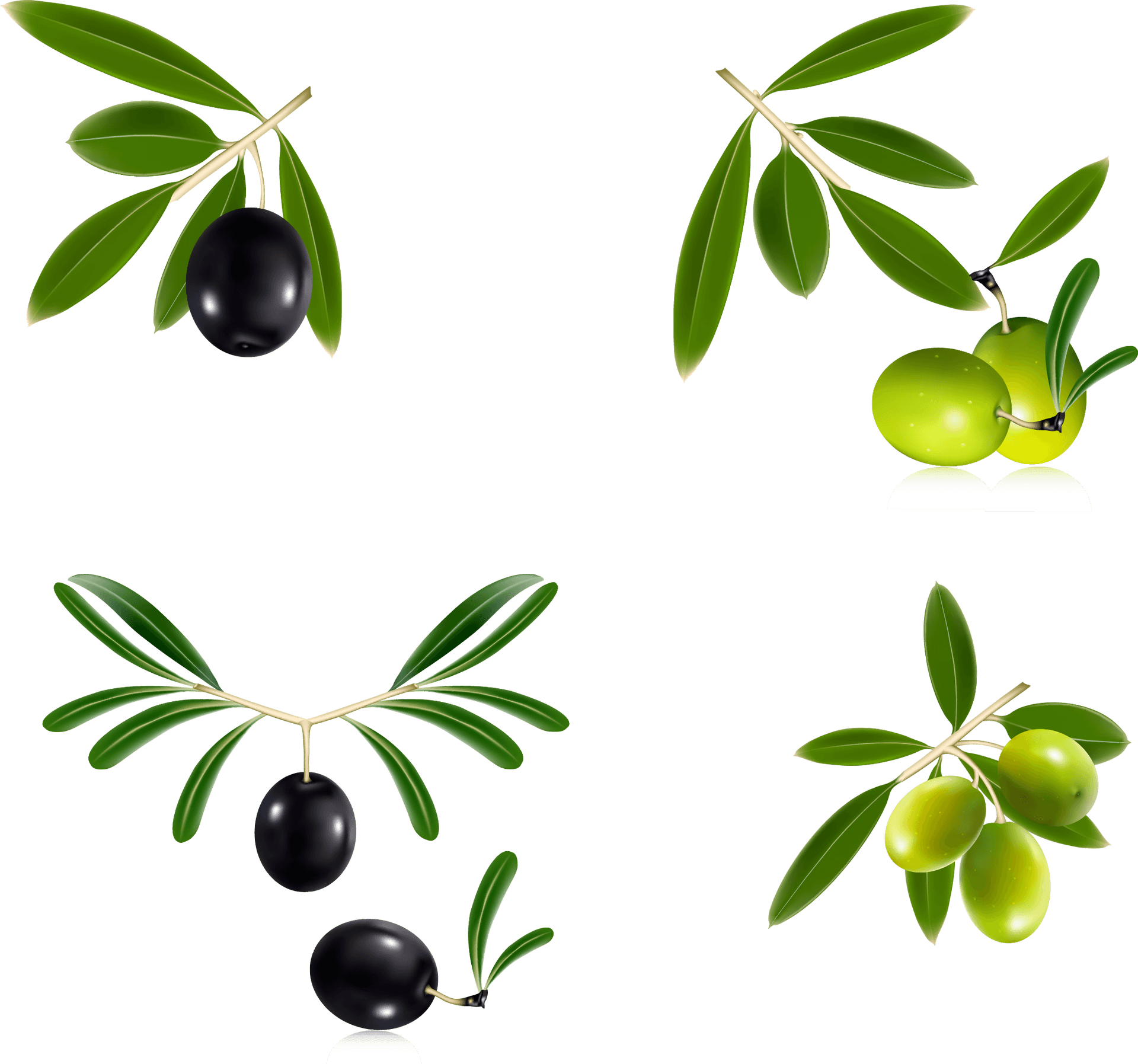 Varietiesof Olives Illustration PNG