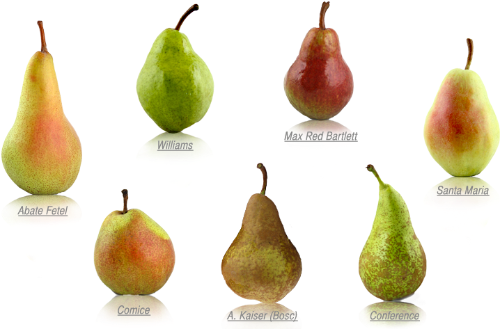 Varietiesof Pears Illustration PNG