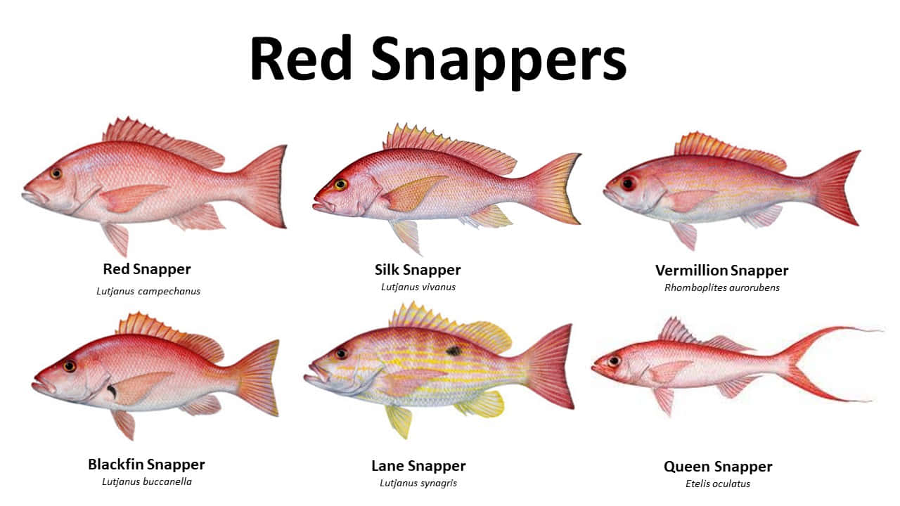 Varietiesof Red Snappers Wallpaper
