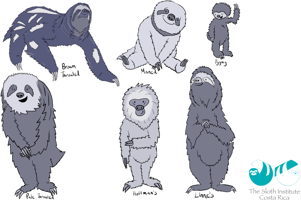 Download Varietiesof Sloths Illustration | Wallpapers.com