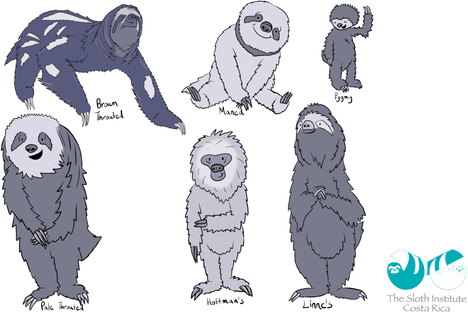 Varietiesof Sloths Illustration PNG